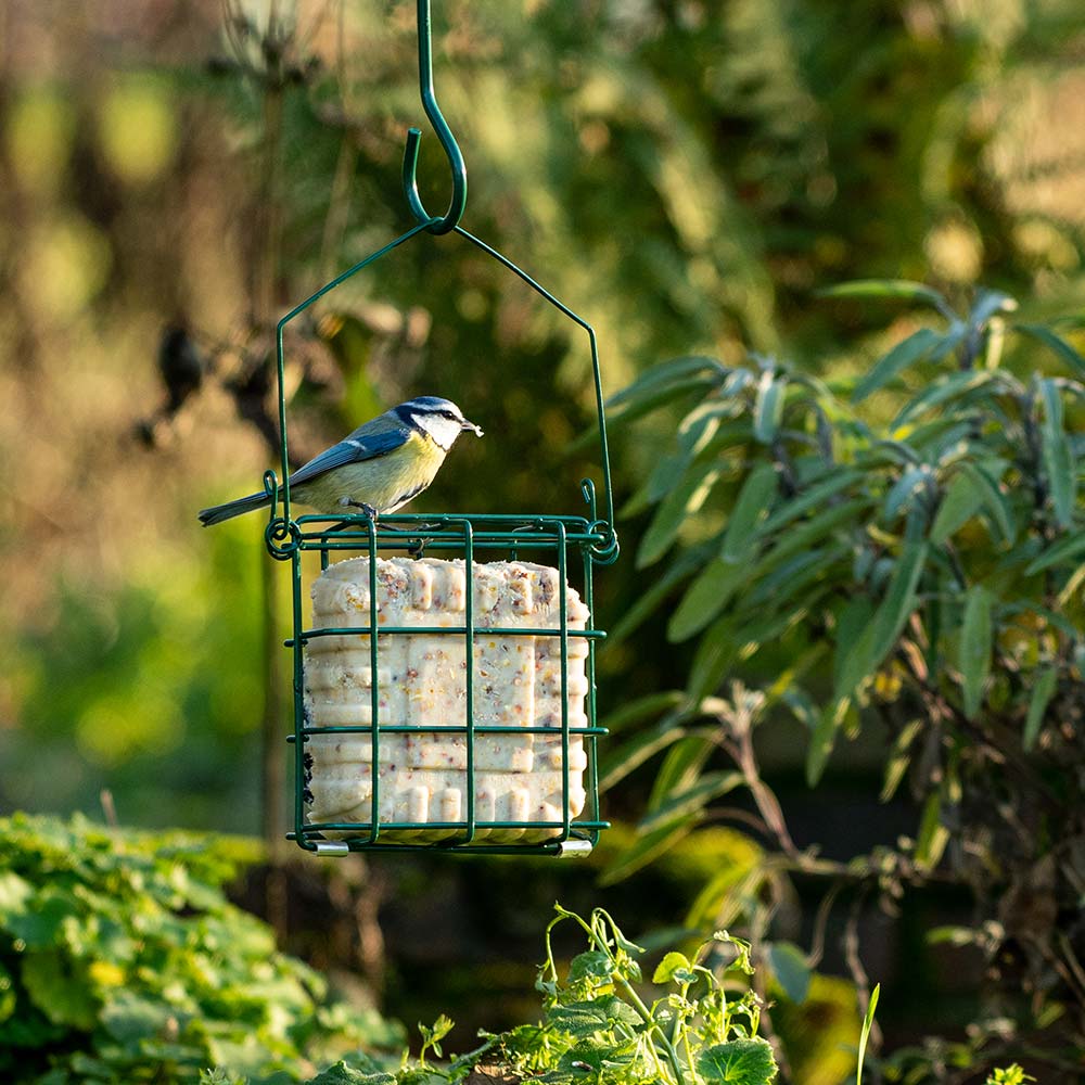 Energieblock mit Saatkörnern | Vogelfutter | CJ Wildlife
